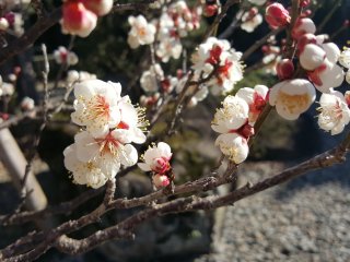 The first plum blossoms of the season!