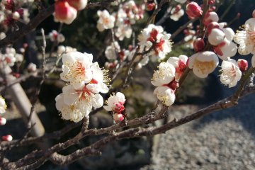 The first plum blossoms of the season!