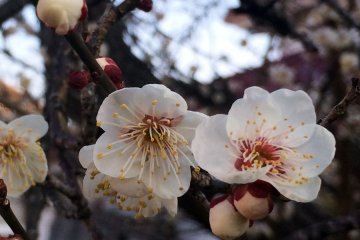 February Plum Blossoms