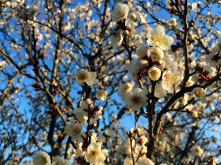Plum blossoms in Chiba in the morning.
