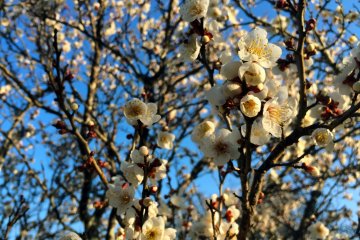 Plum blossoms in Chiba in the morning.