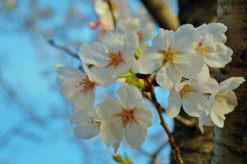 Cherry Blossoms at Shukugawa Park