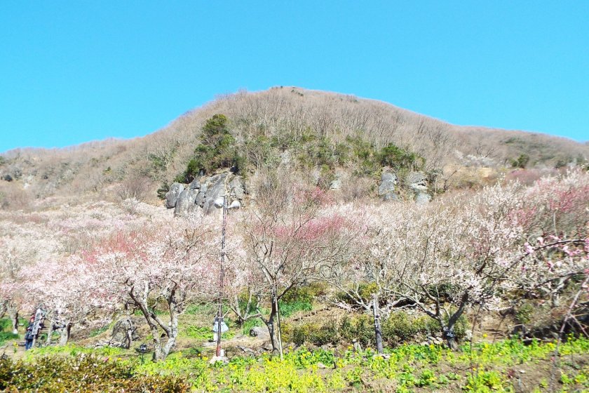 Makuyama Plum Trees and Mt. Makuyama