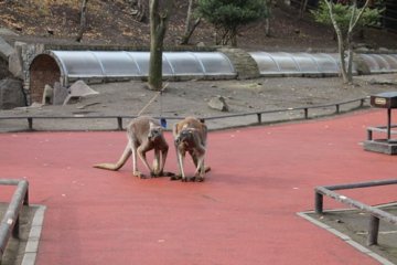 There is a part of the park where you can feed and touch animals. This includes kangaroos, dogs, cats and some other animals. 