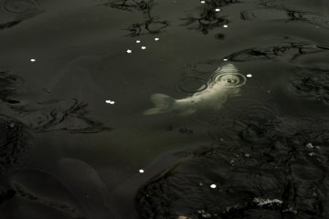 ปลาคราฟสีขาวว่ายน้ำใต้กลีบดอกไม้