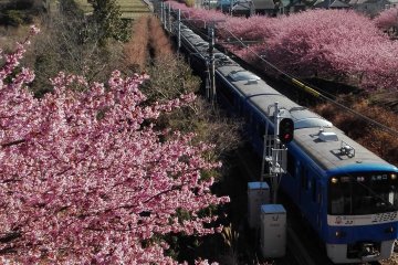 Kawazu-Zakura and train