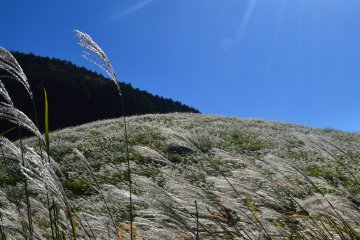 Perfect combination of sunlight and silver grass