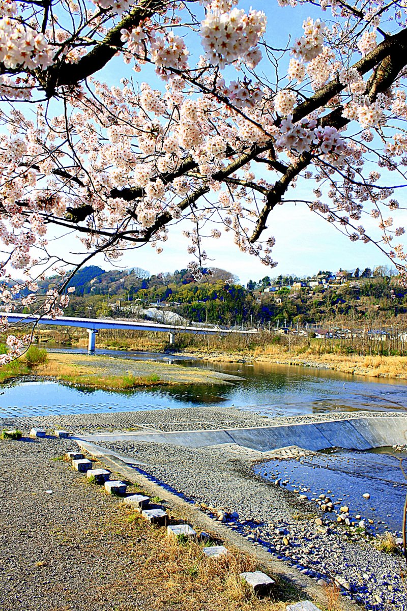 One spring morning by the Tama River, you can see the bridge from the kiosk near the Tamagawa Brothers' statue 