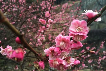 Plum blossoms were in full bloom in late February.