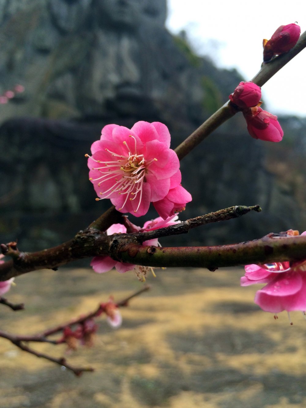 Hoa mơ, Đức Phật, Chiba và du lịch Nhật Bản. Hãy cùng khám phá những địa điểm tuyệt đẹp trong chuyến du lịch Nhật Bản của bạn. Khám phá những cánh đồng hoa mơ tuyệt đẹp và tìm hiểu về lịch sử và văn hóa độc đáo của Nhật Bản tại Chiba. Hãy khai phá những điều thú vị này và tạo ra những kỷ niệm đẹp trong chuyến du lịch của bạn.