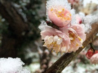 Bunga plum bertaburkan salju