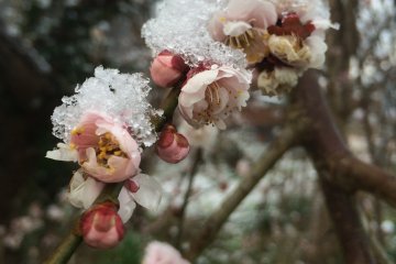 Chilly plum blossoms.
