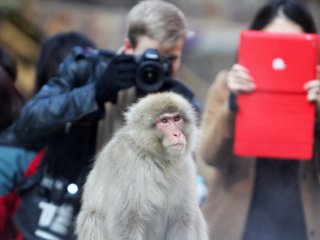 Hãy tìm những chú khỉ khác đi nếu cô định lôi Ipad ra để chụp ảnh tôi...