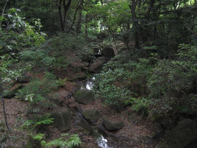 <p>Beautiful forested area on the shrine grounds</p>