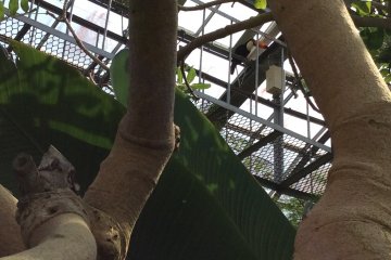 Up there, way up there, my friend first spotted a couple of Toco Toucan. You can see one in here