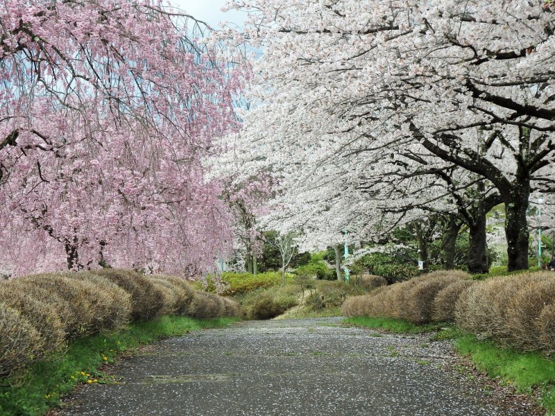 ต้นซากุระของที่นี่ส่วนใหญ่จะเป็นซากุระพันธ์โยะชิโนะ วีปปิ้งซากุระ และพันธ์กลีบซ้อน