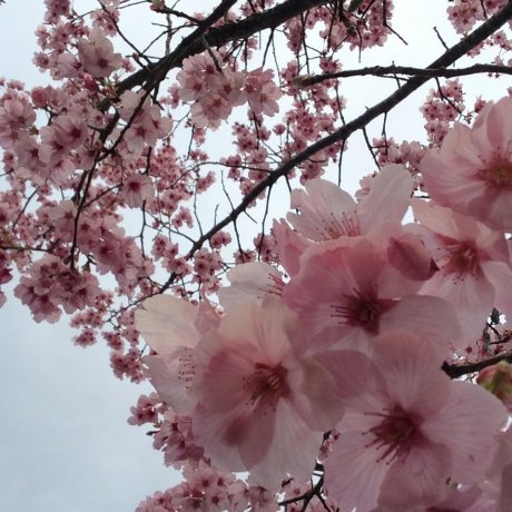 Melihat Sakura Lebih Awal di Chiba