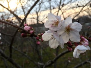 Another type of sakura.