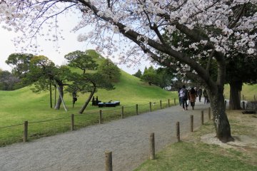 เทศกาลดอกซากุระที่สวนซุยเซ็นจิ