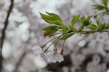Sakura bouquet 