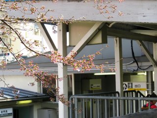 As flores em contraste com a envelhecida mas funcional estrutura da estação Nankai de Haruki