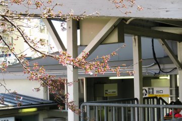 The flowers are a contrast against the aging yet functional structure of Nankai Haruki station