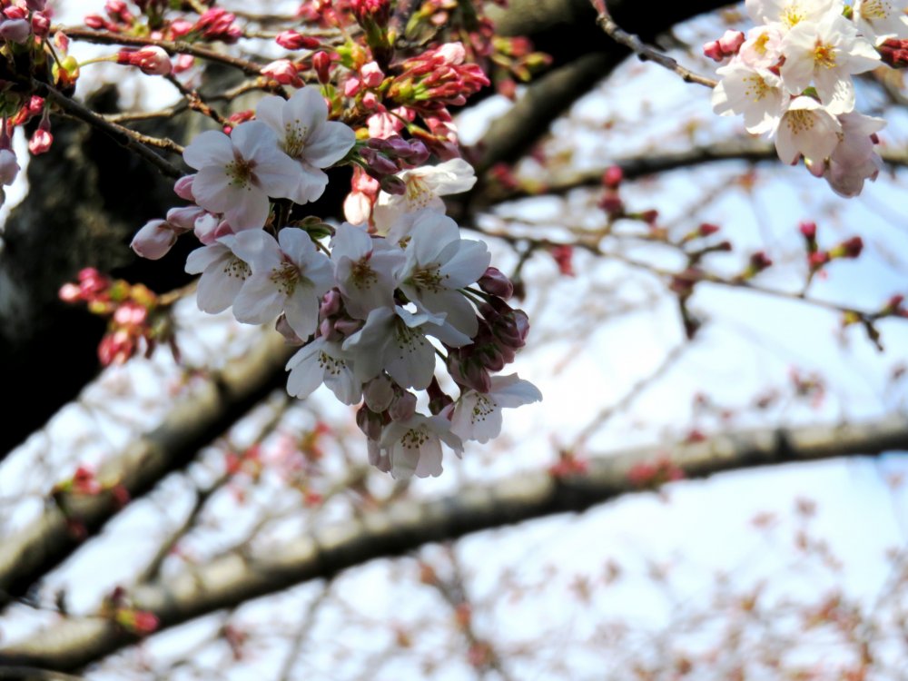 Flores de cerejeira num dia de céu limpo em Haruki