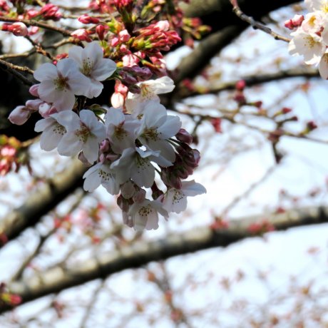 Flores de cerejeira na Estação de Haruki