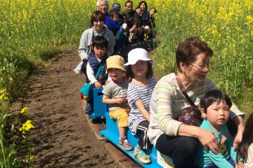 이 미니 SL 기차는 나노하나의 금빛밭 사이사이를 지나간다 (요금은 100엔)