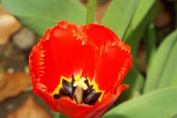  Yokohama Park - Close up Red Tulip