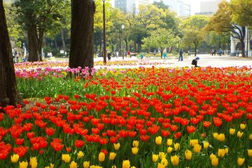 Spectacular Yokohama Flowers 