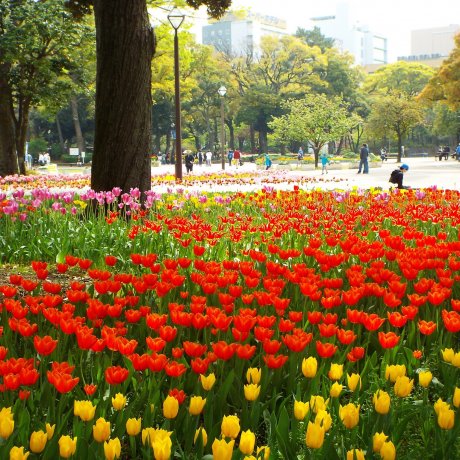 Spectacular Yokohama Flowers 