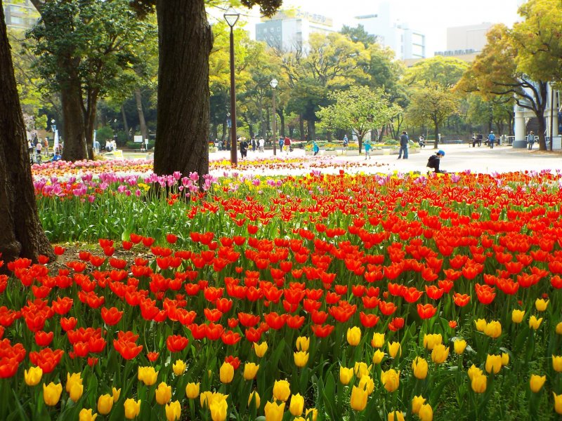 Yokohama Park - Tulip field