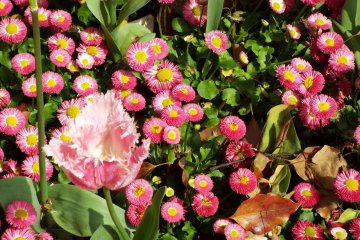 Yokohama Park - Mixed Flowers