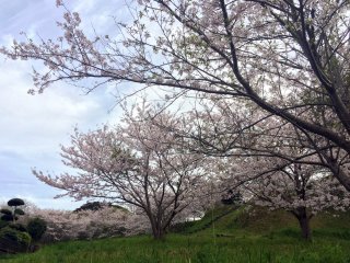 Sakura trees at Tenjinyama.