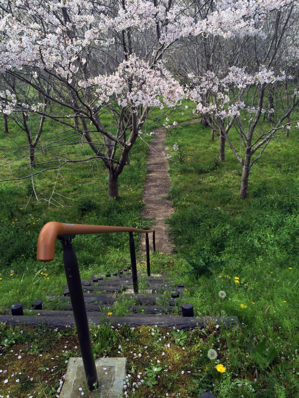 A path to sakura.