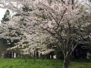 Sakura yang sedang mekar penuh.