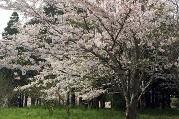 Sakura in full bloom.