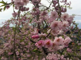 Sakura menjuntai.