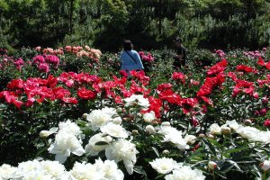 쓰누바에 있는 일본식 모란 정원 
