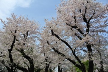 ดอกซากุระที่สวน Asukayama 