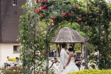Wedding photos being taken at the rose garden