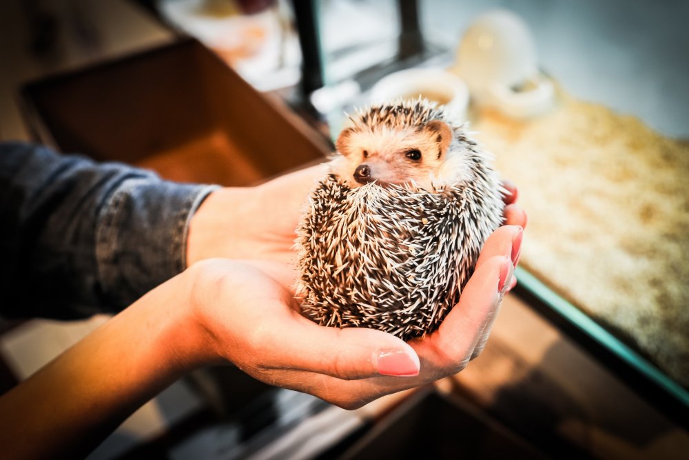 Harry Hedgehog Cafe - Roppongi, Tokyo - Japan Travel