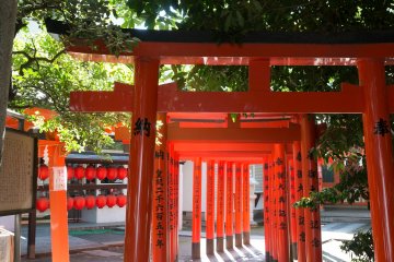 Red torii gates 