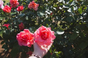 A peachy-pink rose