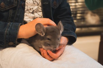 A chinchilla was available to be held as well