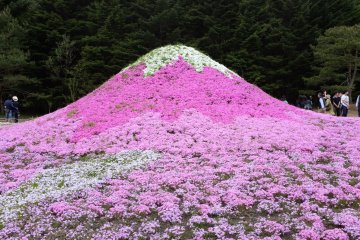一座富士山設計的芝櫻