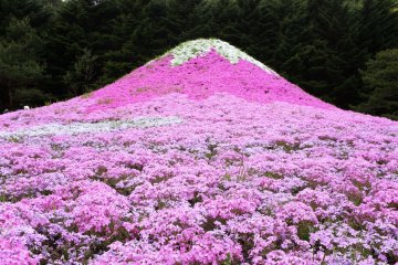 一座富士山設計的芝櫻