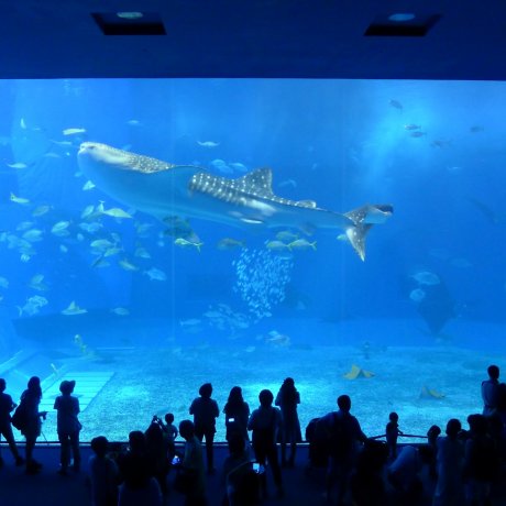 L'Aquarium Churaumi d'Okinawa
