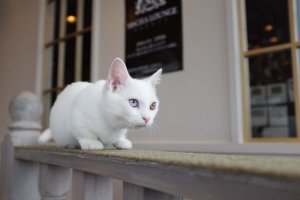 白色臘腸貓小町擁有一雙神秘又不可思議的異色瞳